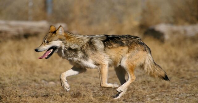 La justicia gallega aplica el principio de precaución ambiental y paraliza el régimen de gestión del lobo