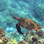 Il y a déjà 5 tortues plus récupérées et gratuites grâce aux actions de Cram