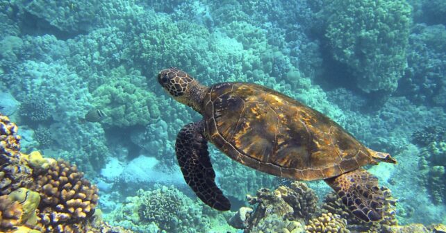 tortugas recuperadas libres CRAM
