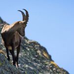 Ils créeront une réserve biogénétique de chèvres Montés