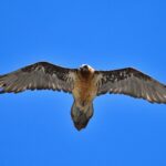 Ils déménagent 2 poulets de quebrantahuesos: ils ont voyagé de l'Andalousie à Picos de Europa