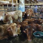 Journée internationale contre les exportations d'animaux vivants 2025: La compassion dans l'agriculture mondiale donne à la «voix d'alarme»