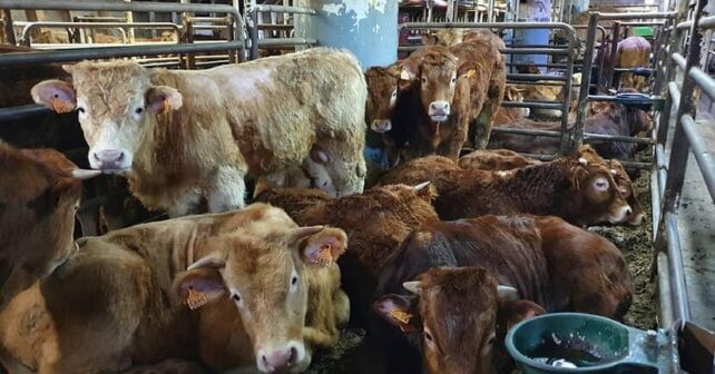 Día Internacional Contra Exportaciones Animales Vivos 2025 Compassion World Farming España
