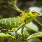 Journée internationale de la forêt tropicale 2025
