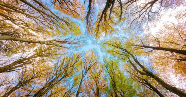 Día Mundial Medio Ambiente restauración ecológica sostenibilidad empresarial