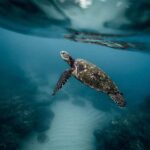 Journée mondiale de la tortue marine 2025