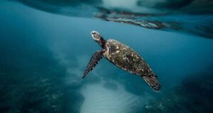 Día Mundial Tortugas Marinas 2025