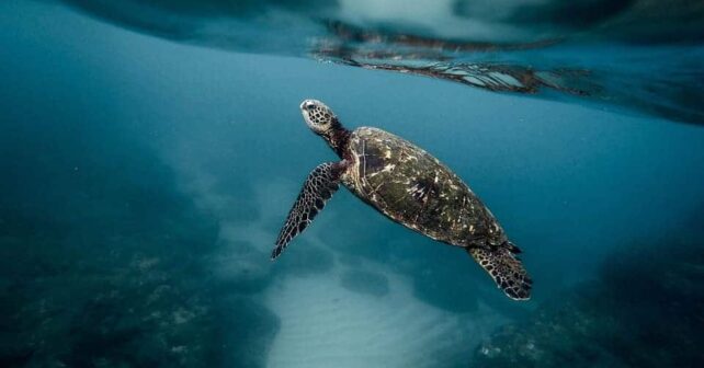 Día Mundial Tortugas Marinas 2025
