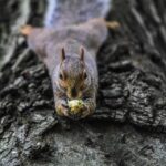 Journée mondiale des arbres 2025