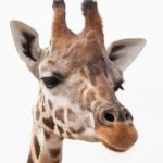 Journée mondiale des girafes 2025