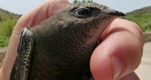 Día Mundial Vencejo proteger valiosa necesaria especie