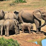 Killer 50 Elephants est la brillante idée de Zimbabue pour aborder la surpopulation de cette espèce dans la réserve de sauvegarde de la vallée