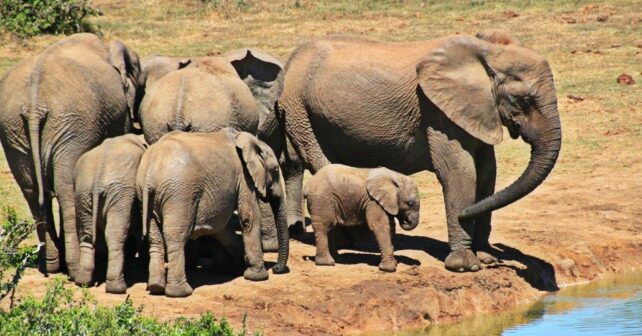 Asesinar elefantes Zimbabue sobrepoblación reserva Save Valley
