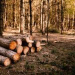 L'Espagne donne le feu vert à une nouvelle loi pour garantir des produits sans déforestation