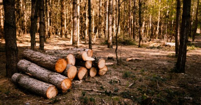 España ley productos libres deforestación