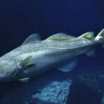 L'extrême Overfishca a modifié l'ADN de la morue de la Baltique orientale, l'espèce entre s'effondrer