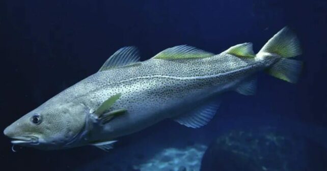sobrepesca extrema ADN bacalao