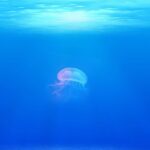 La «conférence des Nations Unies sur les océans» (Unoc3) se termine, il est maintenant temps de définir une feuille de route ambitieuse