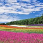 La couleur «cachée» des fleurs pour attirer les pollinisateurs