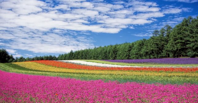 El color 'oculto' de las flores para atraer polinizadores