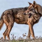 La dalle des loups pourrait être inconstitutionnelle