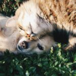 La nouvelle loi de l'Italie punira qui blessera les animaux
