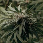 Le «World Drug Report 2025» met en garde contre les conséquences du trafic de drogue sur l'environnement