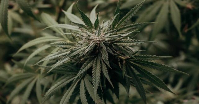 El 'Informe Mundial sobre las Drogas 2025' avisa de las consecuencias que tiene el narcotráfico sobre el medio ambiente
