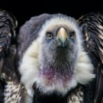 Le changement climatique et la perte d'habitats «s'éteindront» à plus de 500 espèces d'oiseaux au cours des 100 prochaines années