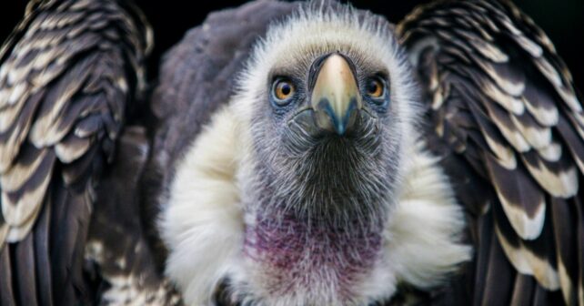 cambio climático pérdida hábitats extinguirán aves