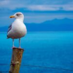 Le «protagoniste» de l'Espagne de la «Conférence des Nations Unies sur les océans» (UNOC3), il reste beaucoup à faire