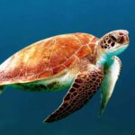 Les 21 tortues nés il y a 1 an dans le Saler de Valence sont déjà gratuites