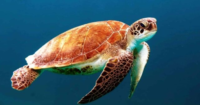 tortugas El Saler Valencia libres