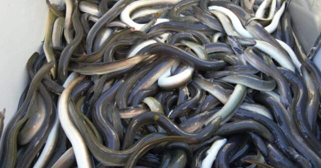 Anguilas angulas europeas Delicatessen ser humano