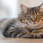 Les chats distinguent l'odeur de leur propriétaire et celle d'une personne qui vient de se rencontrer
