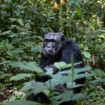 Les chimpanzés n'arrêtent pas de nous surprendre, maintenant on sait qu'ils sont infectés par le bâillement des androïdes