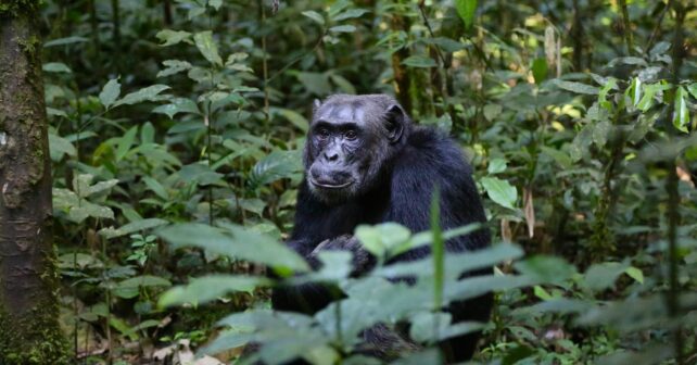 chimpancés contagian bostezos androides