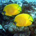 Les écologistes dénoncent dans l'UNOC3 les engagements qui ne sont pas remplis dans la protection des océans