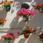 Les géraniums populaires, Ficus et Violets ont une histoire, un passé, vous surprendra
