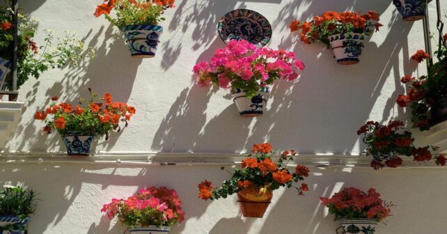 Los populares geranios, ficus y violetas tienen una historia, un pasado, te sorprenderá