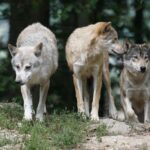 Les loups ne sont pas nécessaires: ce bulos et d'autres sont démantelés par un biologiste
