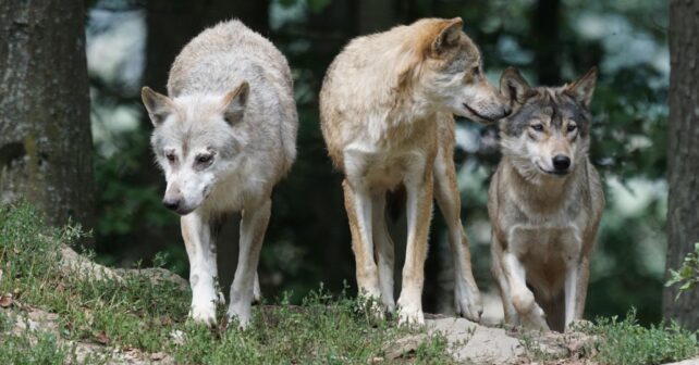 lobos bulos desmontados biólogo