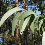Les moratoires nécessaires à l'eucalyptus pour protéger la biodiversité