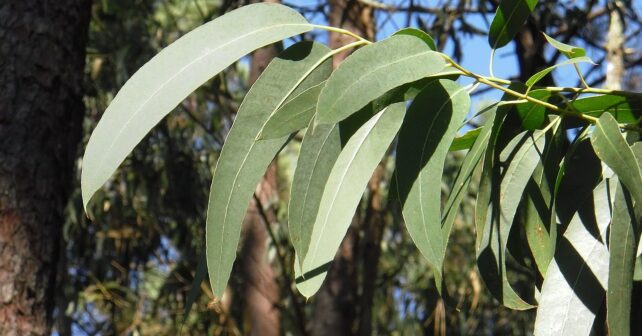 moratorias eucalipto proteger biodiversidad
