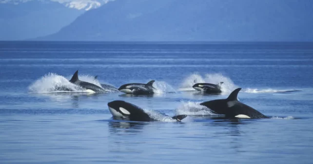 Pod de tueurs à baleines à Frederick Sound. | Photo de Ron Sanford / Getty Images