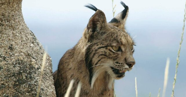 recuperación lince ibérico Extremadura éxito