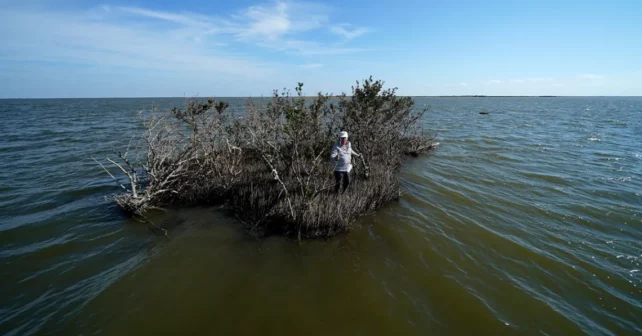 PJ Hahn, consultant en environnement et ancien directeur de la zone côtière de la paroisse des Plaquemines, pose pour une photo sur une petite parcelle de terrain avec des mangroves, qui est tout ce qui reste après que la terre qui l'entoure s'érove