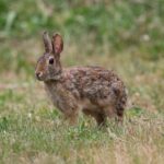 Life Iberconejo: Il met des figures sur la montagne du lapin de montagne dans la péninsule ibérique