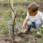 Life Terra reconnecte l'Europe avec la nature, un million et demi plante d'arbres