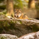 Lorsque les lobos ibériques ont assassiné des attaques contre le bétail, un biologiste et professeur de zoologie à l'Université de León prévient